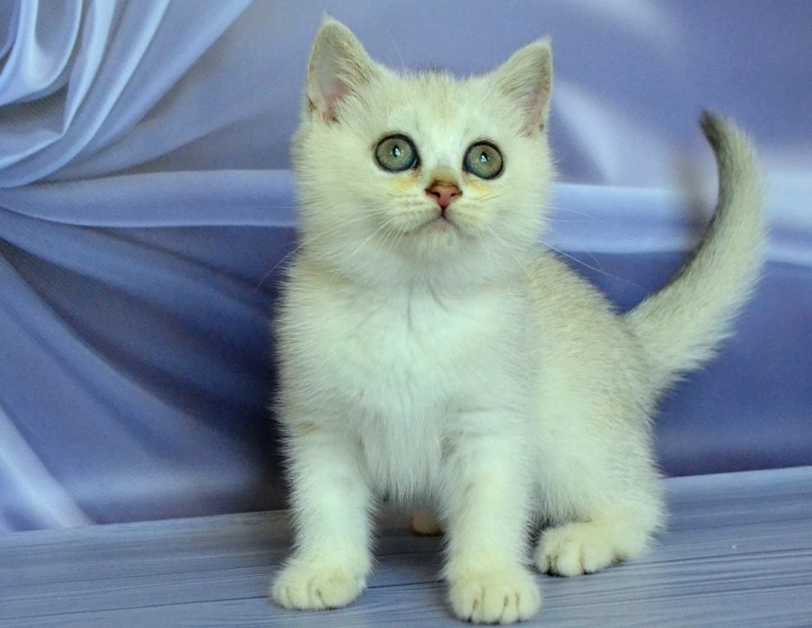 Красунечка девочка и мальчик серебристая шиншилла