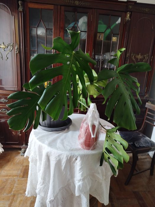 Planta natural monstera costela de Adão