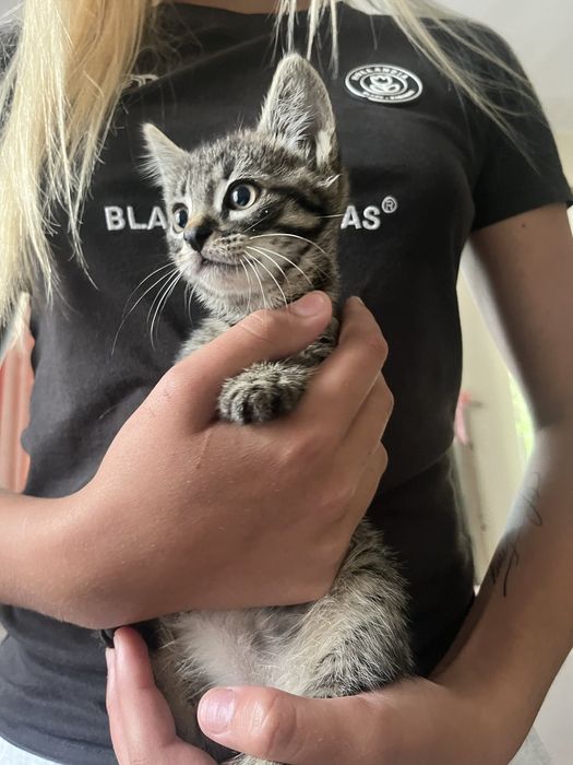 Відам котинят в хороші руки
