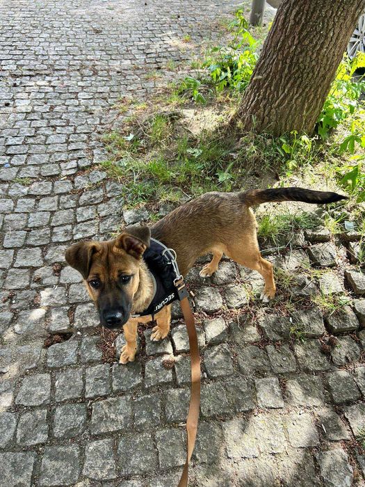 Nala para Adoção Responsável