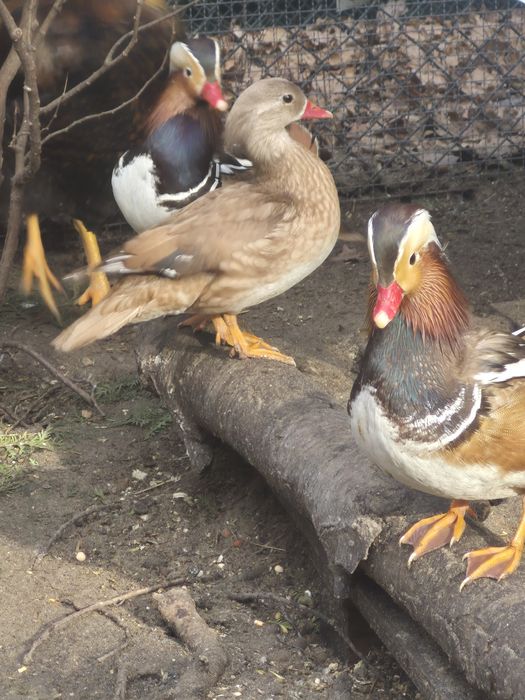 Kaczki Mandarynki kaczka Mandarynka parka