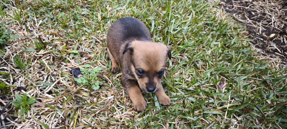 Pinscher pincher miniatura criado em ambiente fami