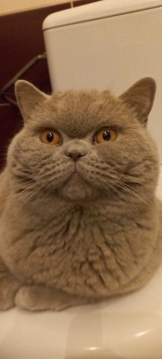 Kocurek brytyjski grupa krwi B