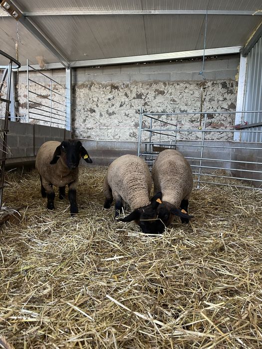 Suffolk puros