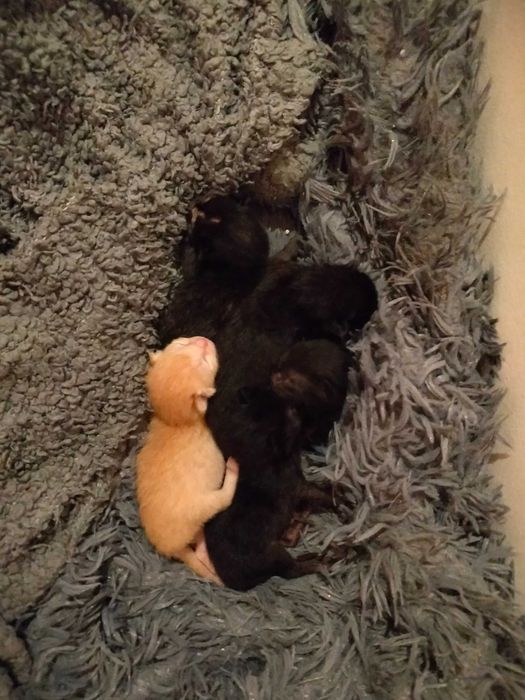 Gatos bebes um mês e meio