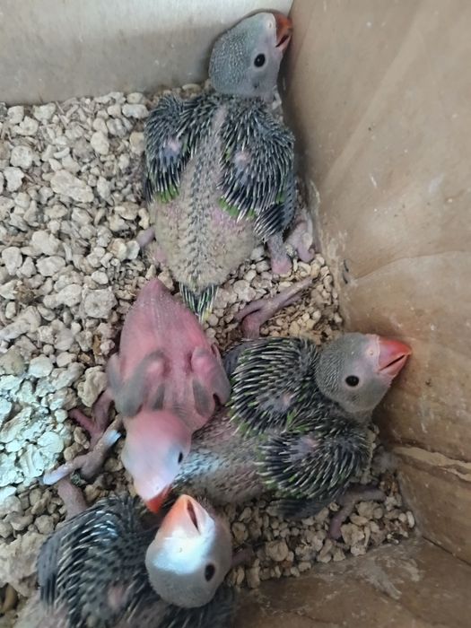 Ring Neck para criar a mão cor verde