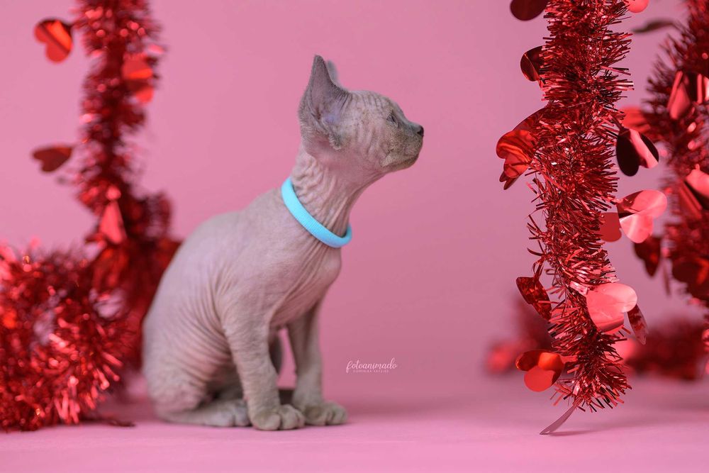 Kocurek niebieski point Drx