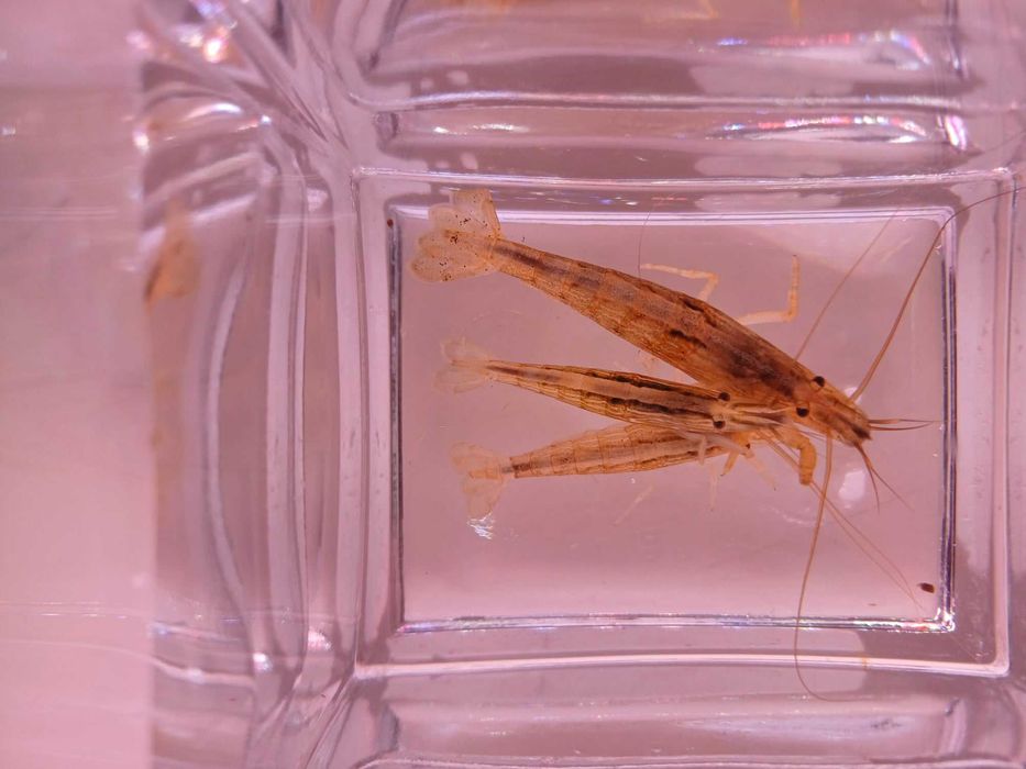 Krewetka filtrująca - Atyopsis moluccensis