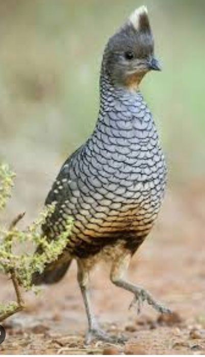 Perdizes gambel/escamosas