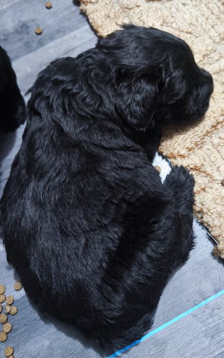 Sznaucer olbrzym pies