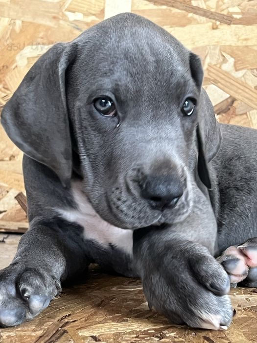 Dogue alemao Azul Fêmea