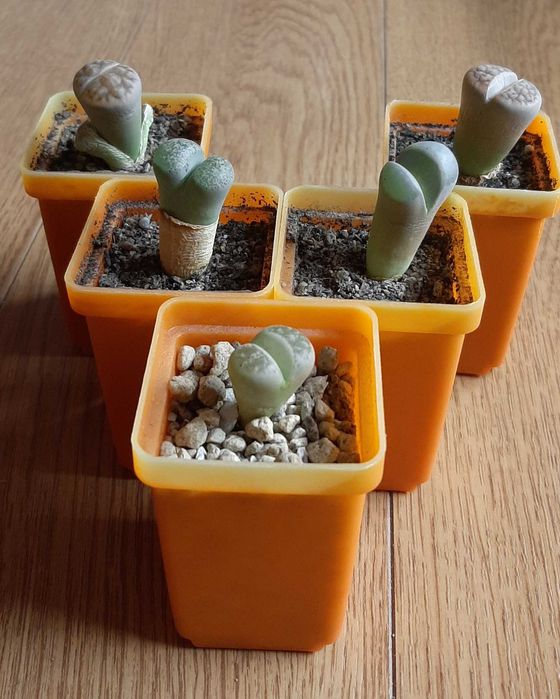 Литопсы, живые камни