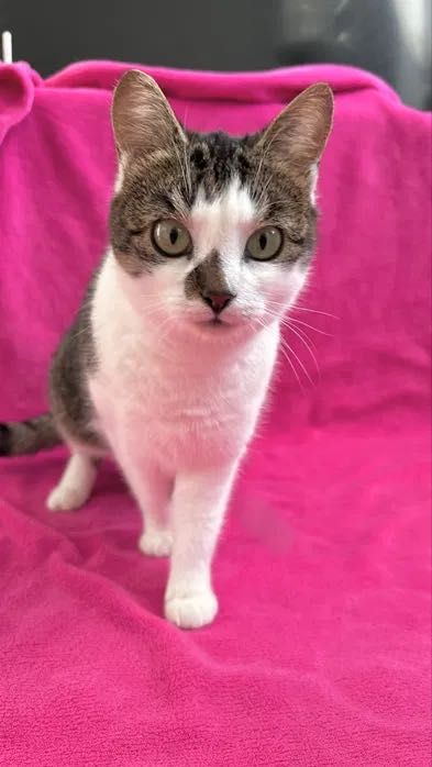 Młodziutka Łatka awaryjnie zabezpieczona, szuka swojego człowieka