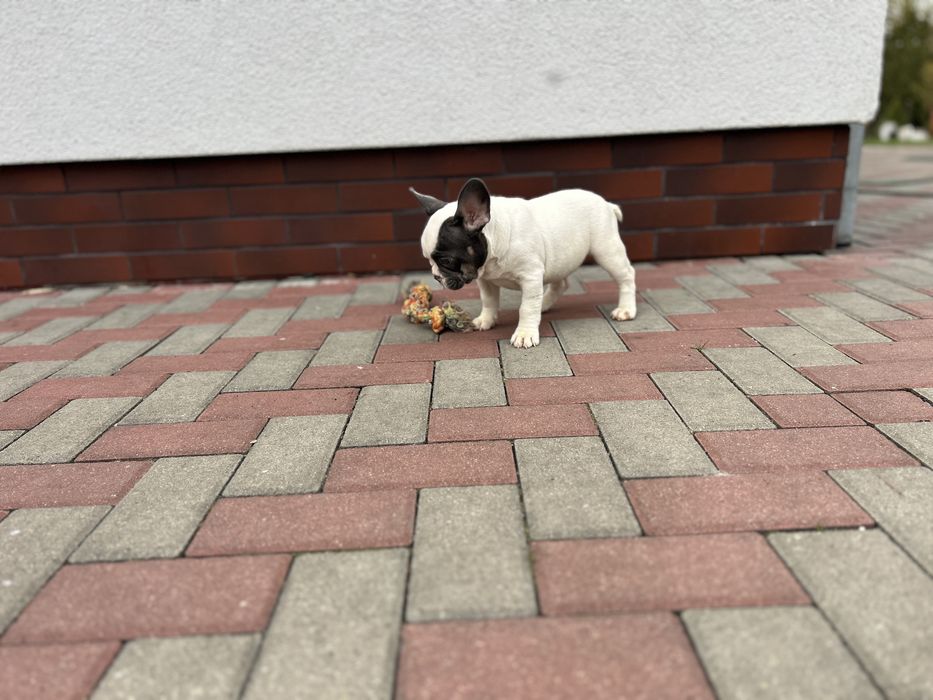 Suczka Buldog Francuski urocza .