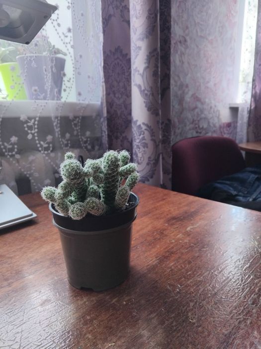 Сукулент Mammillaria vetula