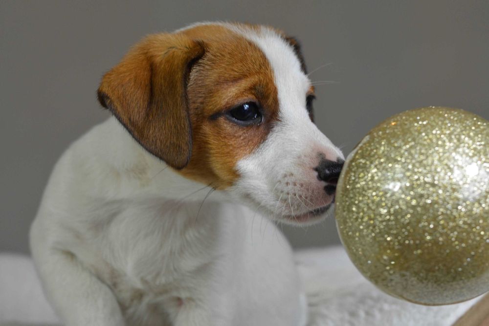 Jack Russell Terrier suczka ZKwP FCI – gotowa do odbioru