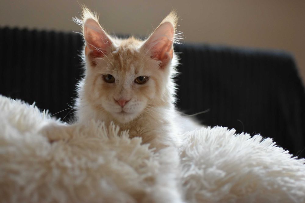 REZERWACJA/Gotowy do Odbioru/Kocurek Maine Coon/Rodowód FPL