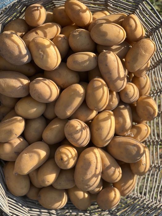 Продам посадкову картоплю сорту королева анна