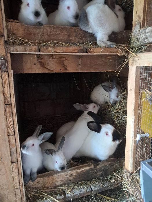 Króliki kalifornijskie