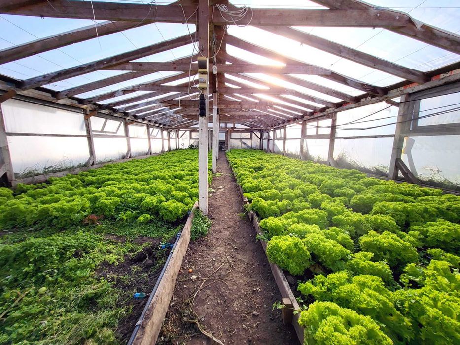 (8) Продається будинок з ділянкою в с. Гавришівка 9890