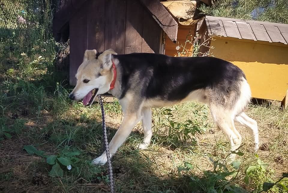 Felix - spokojny pies do adopcji, wrażliwy, zgodny z psami