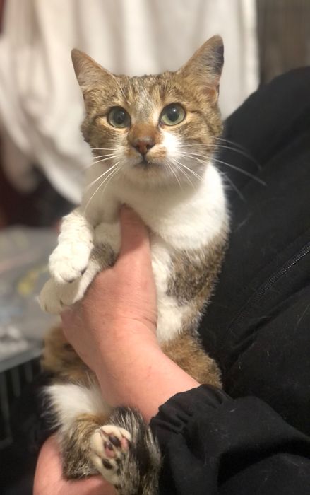 Кішечка Мавка в люблячу родину