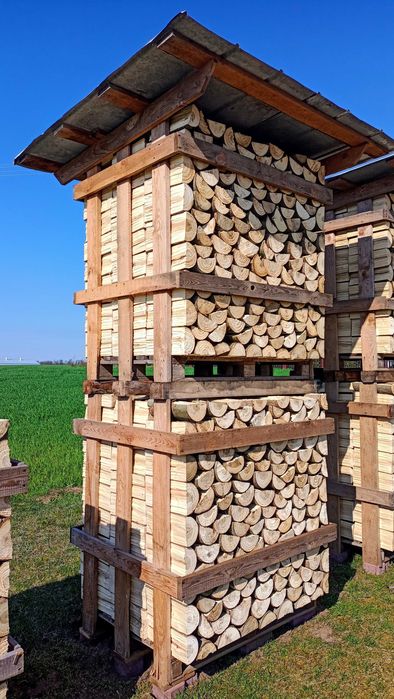 Drewno kominkowe z plantacji energetycznej