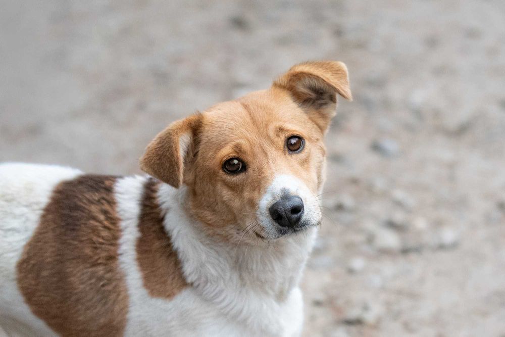 Nisska - urocza łaciatka