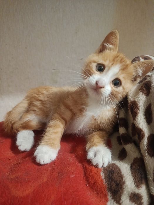 Отдам котенка в добрые руки ( мальчик  )
