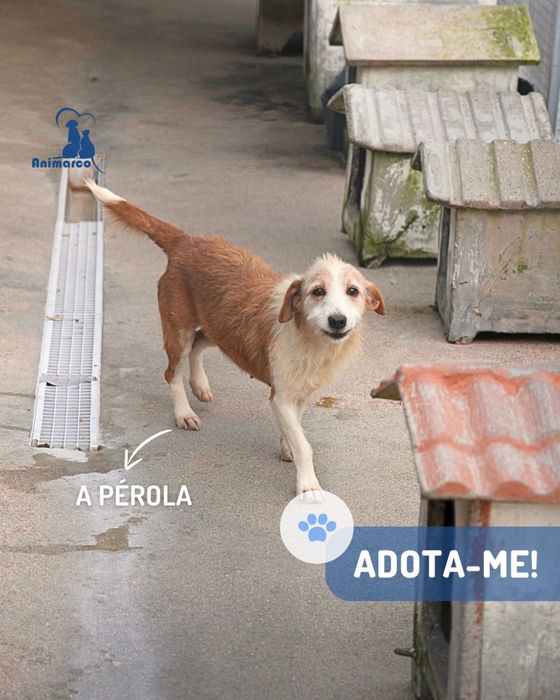 Perola cadela porte medio- pequeno