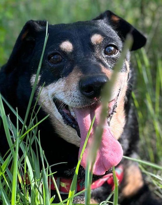 Ramzes prosi o szansę ...