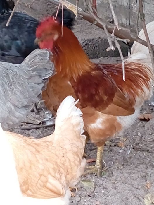 Sprzedam koguty własnej hodowli