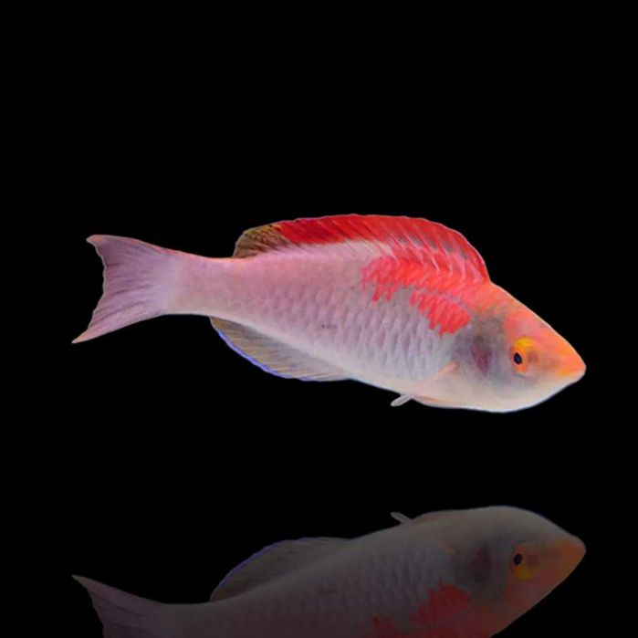 Cirrhilabrus adornatus (M) – wargacz ryba morska Kingdom of Corals