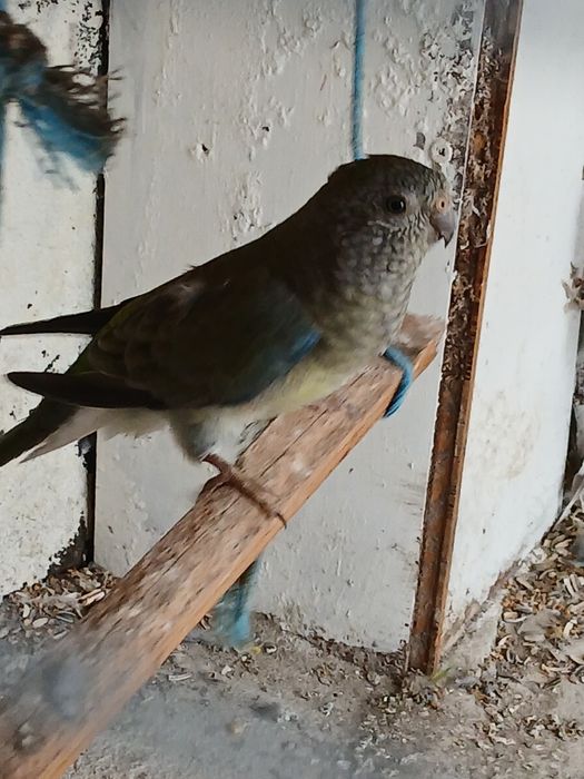 Fêmea de 2024 para venda red rumped