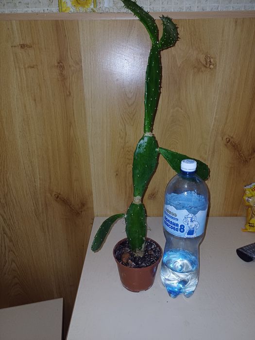Кактус 68 см.       Віддам                  .