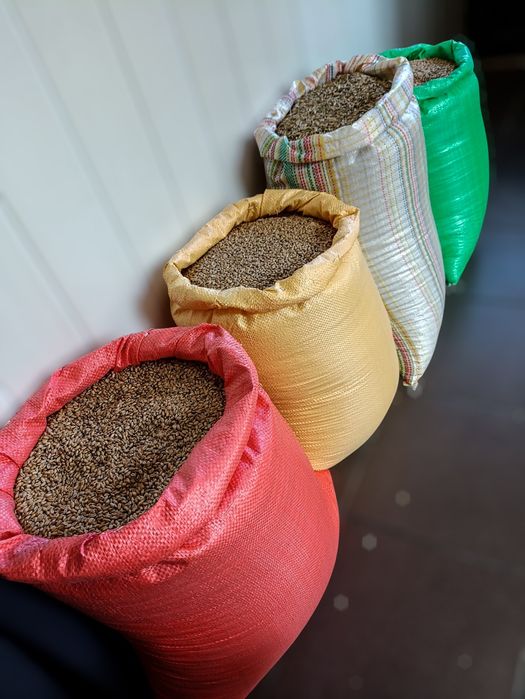 Pszenica owies groch owies bez łuskowy ziemniaki kukurydza