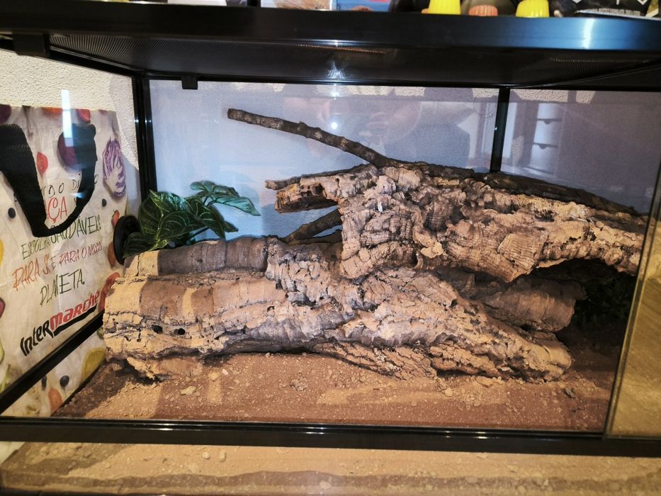 Terrário Grande C/ Acessórios