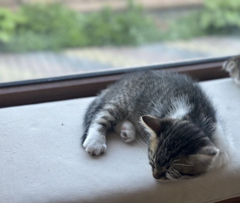 Продам  висловухих котиків