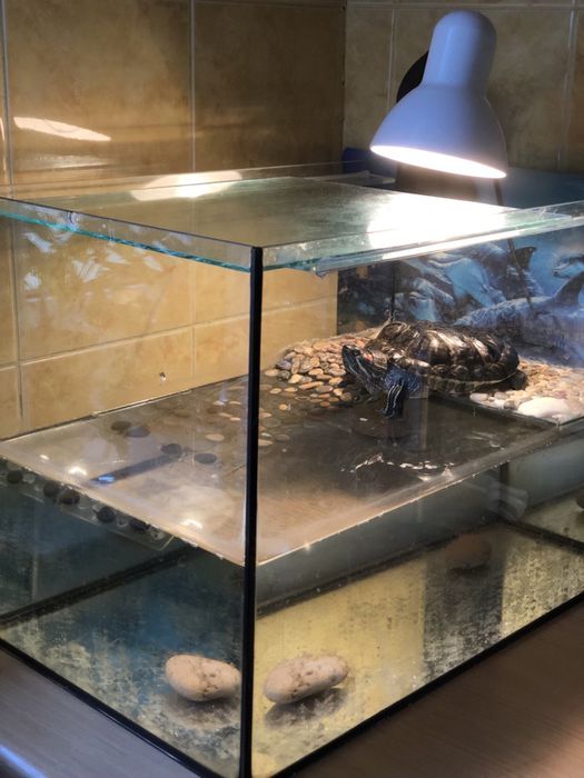 Аквариум для кпасноухой черепахи  Лампа  в подарок