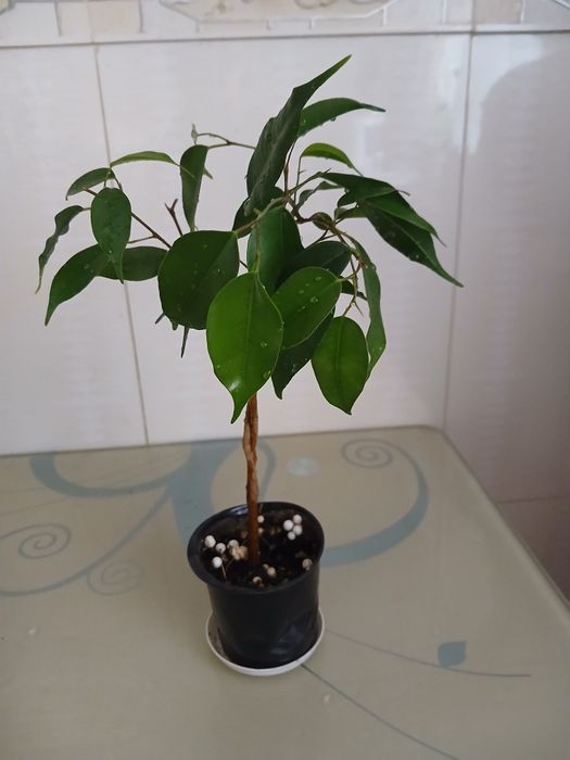 Продам фікус  бенджаміна