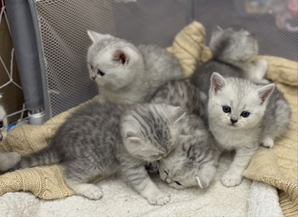 Кошенята Британська   , срібна шиншила киця кіт