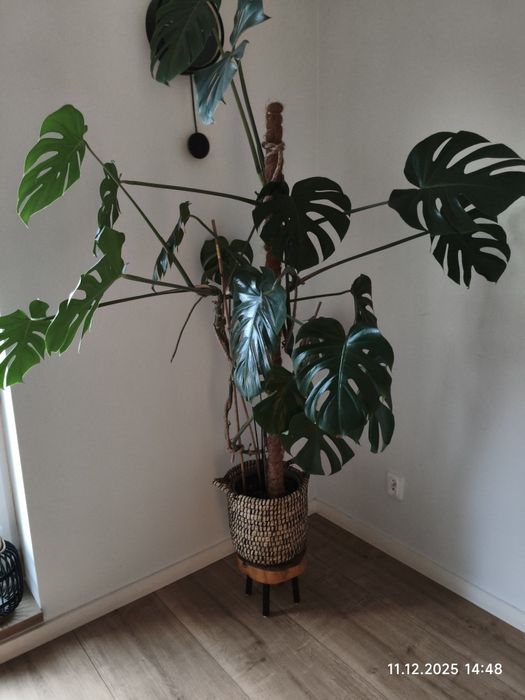 Monstera duża około 180cm