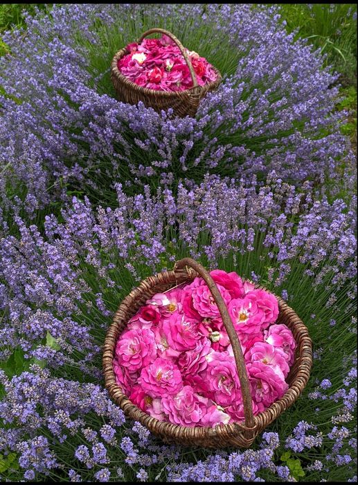 Ефірна олія Лаванда. Эфирное масло Лаванды