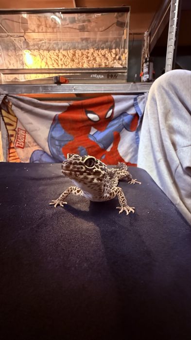 Jaszczurki z terrariami lub bez