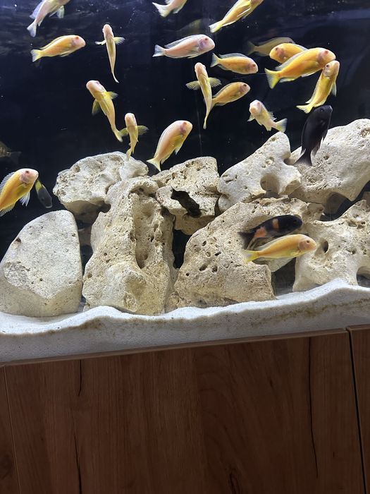 Tropheus kipili albino