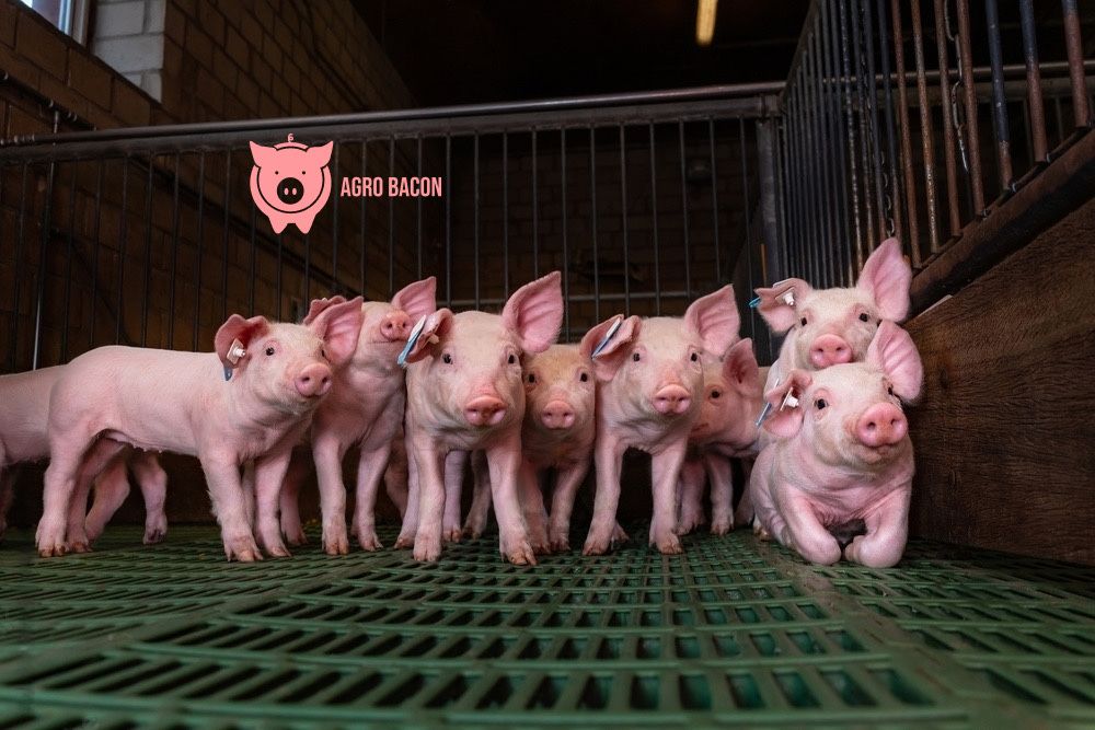 Продаем гурт порося поросят 20-27 кг