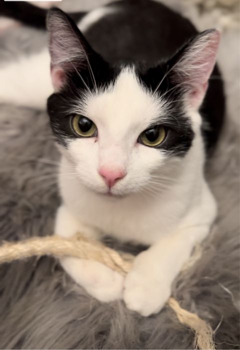 Cudowna kotka Gwiazdka szuka domku