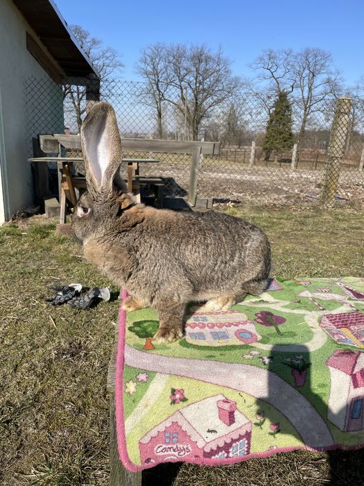 Olbrzymy belgijskie szare