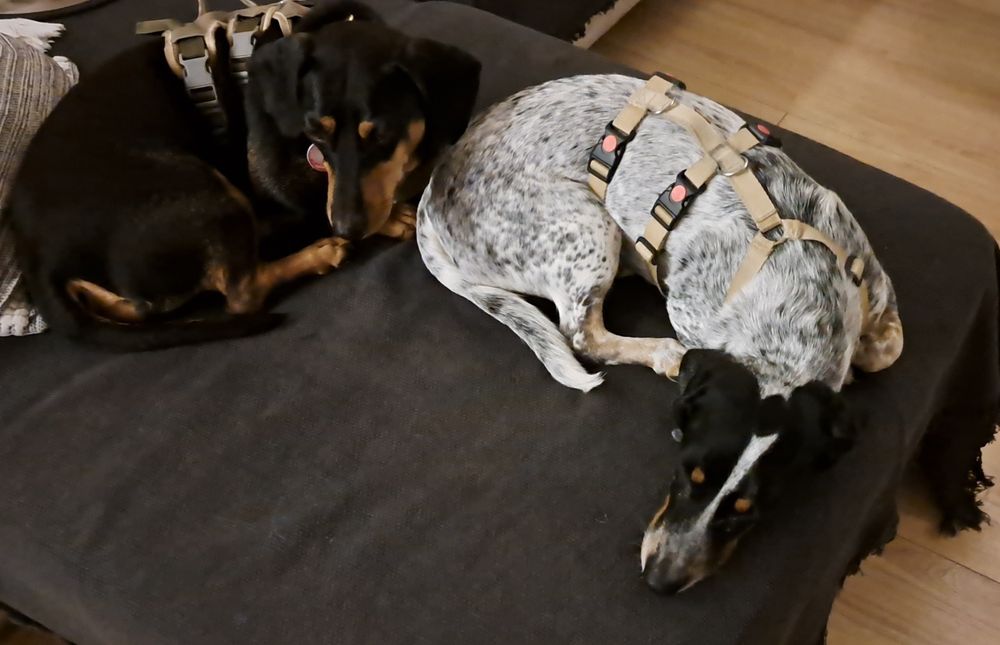 LEGRYS - Domowy hotel dla psów- opieka nad psem