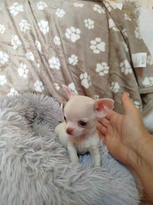 Chihuahua fêmea pelo curto
